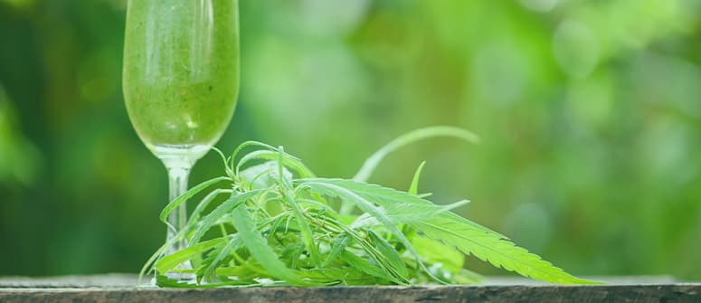 Puis-je tailler les feuilles nourricières d’un plant à autofloraison ?